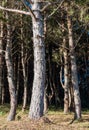 Pine forest with the shadow Royalty Free Stock Photo