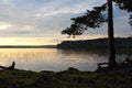 Pine forest on the shore of the lake