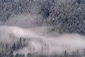 A pine forest on the side of a mountain with fog Royalty Free Stock Photo