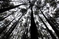 Pine forest silhouette. Silhouette of pine trees in the morning. Bottom view of tall pine trees in Gunung Pancar, Bogor, Indonesia