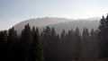 A pine forest is silhouetted against a cloudy, misty background of hills and mountains.