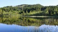 Pine forest and sky reflected in the lake. Royalty Free Stock Photo