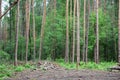 Pine forest, slender tall trees. Deciduous forest. Deforestation. Firewood, logs, cutting branches