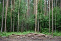 Pine forest, slender tall trees. Deciduous forest. Deforestation. Firewood, logs, cutting branches Royalty Free Stock Photo