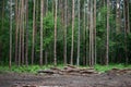 Pine forest, slender tall trees. Deciduous forest. Deforestation. Firewood, logs, cutting branches Royalty Free Stock Photo