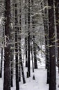 Pine Forest in the Snow Royalty Free Stock Photo