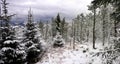 Pine Forest Snow Scene