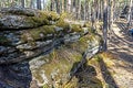 Moss and lichen on stones in autumn pine forest Royalty Free Stock Photo