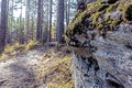 Moss and lichen on stones in autumn pine forest Royalty Free Stock Photo