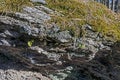 Moss and lichen on stones in autumn pine forest Royalty Free Stock Photo