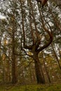 In the pine forest a special pine with four branches Royalty Free Stock Photo