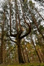 In the pine forest a special pine with four branches Royalty Free Stock Photo