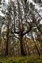 In the pine forest a special pine with four branches Royalty Free Stock Photo