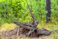 Magic stump in the Belarusian pine forest.