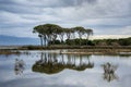 pine forest at Strofylia Lagoon