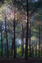 Pine forest with suggestive light Royalty Free Stock Photo