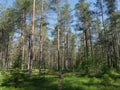 Pine forest in summer beautiful landscape Royalty Free Stock Photo