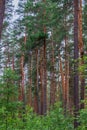 Pine forest on a summer day Royalty Free Stock Photo