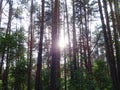 Pine forest in summer 38 Royalty Free Stock Photo