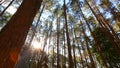 Pine forest with sunlight