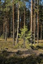 Pine forest Royalty Free Stock Photo