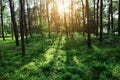 Pine forest at sunrise. Scots or Scotch pine Pinus sylvestris trees backlit by the sun. Royalty Free Stock Photo