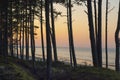 Pine forest. Sunset at Baltic sea