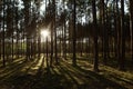 Pine forest at sunset with beautiful tree shadows on green moss. Royalty Free Stock Photo