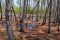 Pine Forest Swamp in Bon Secour National Wildlife Refuge