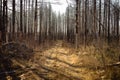 Small road passing a forest ravaged by fire Royalty Free Stock Photo