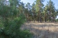 Pine forest with tall conifers and young pine in the foreground without focus. Glade with sunlight in the autumn forest. Blurred Royalty Free Stock Photo