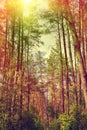 Pine forest Royalty Free Stock Photo