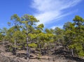 Pine forest in Teide National Park,Tenerife,Canary Islands,Spain. Corona Forestal near the Teide volcano. Royalty Free Stock Photo