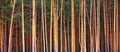 Pine forest, texture, side view, quality level tree trunks. Royalty Free Stock Photo