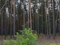 Pine forest thickets