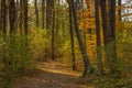 Pine Forest Trail in Autumn