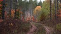 Pine forest trail in Michigan upper peninsula Royalty Free Stock Photo