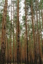 Pine forest. Tree trunks against the sky Royalty Free Stock Photo