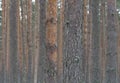 Pine forest. Tree trunks as background Royalty Free Stock Photo