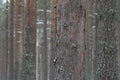 Pine forest. Tree trunks as background Royalty Free Stock Photo