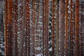 Pine forest tree trunks background Royalty Free Stock Photo