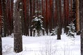 Pine forest tree trunks background Royalty Free Stock Photo