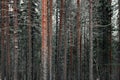 Pine forest tree trunks in frosty winter day. Beautiful natural textured background. Royalty Free Stock Photo