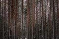 Pine forest tree trunks in frosty winter day. Beautiful natural textured background. Royalty Free Stock Photo