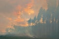 In the pine forest trees are burning Royalty Free Stock Photo