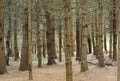 Pine forest trees coniferous calm landscape