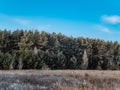 Pine forest trees covered with frost in winter against the blue sky Royalty Free Stock Photo
