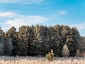 Pine forest trees covered with frost in winter against the blue sky. Royalty Free Stock Photo