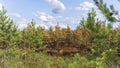 Pine forest and trees after the fire in the swamp. Panorama of ecological problem Royalty Free Stock Photo