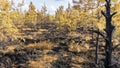Pine forest and trees after the fire in the swamp. Panorama of ecological problem Royalty Free Stock Photo
